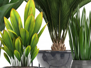 collection exotic plants Model 3D