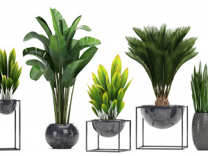 collection exotic plants Model 3D