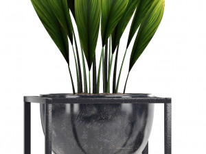 collection exotic plants Model 3D