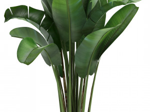 collection exotic plants Model 3D