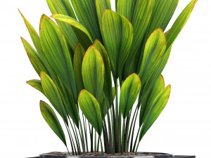 collection exotic plants Model 3D