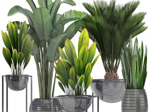 collection exotic plants Model 3D