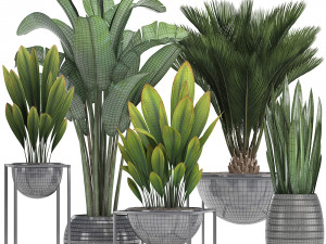 collection exotic plants Model 3D