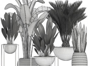 collection exotic plants Model 3D
