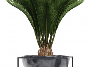collection exotic plants Model 3D