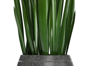collection exotic plants Model 3D