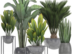 collection exotic plants Model 3D