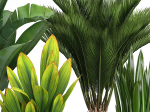 collection exotic plants Model 3D