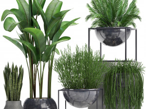 collection exotic plants 3D 模型