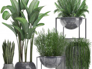 collection exotic plants 3D Model