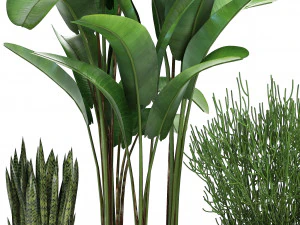 collection exotic plants 3D Model