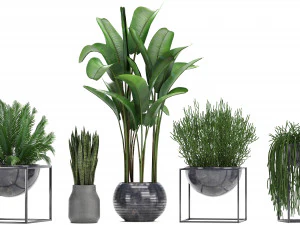 collection exotic plants 3D Model