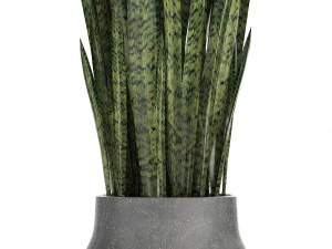 collection exotic plants 3D Model