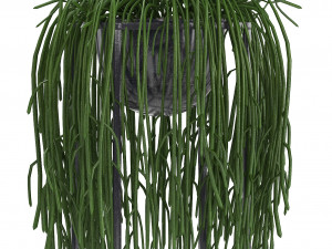 collection exotic plants 3Dモデル