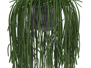 collection exotic plants 3D Model