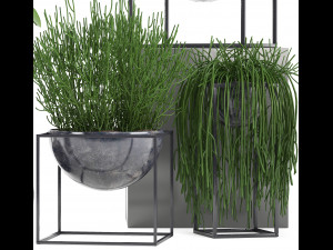 collection exotic plants 3Dモデル