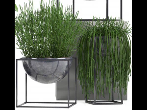 collection exotic plants 3D Model