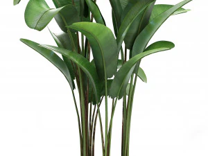 collection exotic plants 3D Model