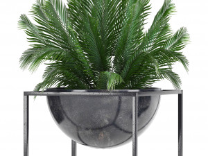 collection exotic plants 3Dモデル