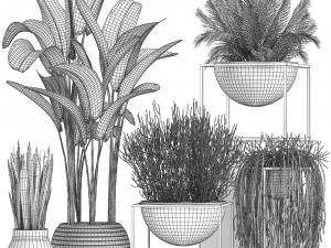 collection exotic plants 3D Model