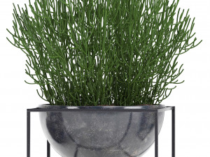 collection exotic plants 3Dモデル