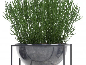 collection exotic plants 3D Model