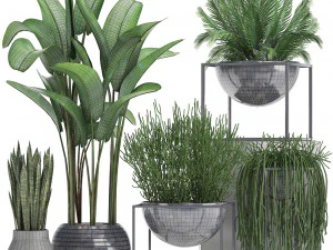 collection exotic plants 3D Model
