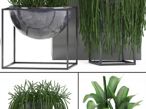 collection exotic plants 3Dモデル