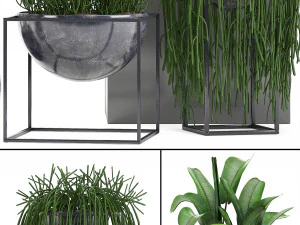collection exotic plants 3D Model