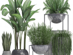 collection exotic plants 3Dモデル
