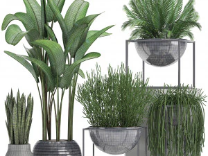 collection exotic plants 3D Model