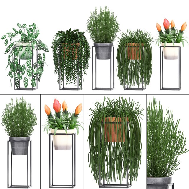 collection exotic plants 3D Model .c4d .max .obj .3ds .fbx .stl .blend 