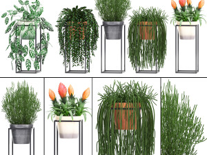 collection exotic plants 3D Model