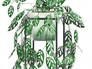collection exotic plants 3D Model