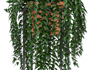 collection exotic plants 3D Model