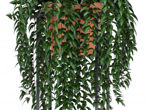 collection exotic plants 3D Model