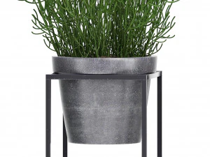 collection exotic plants 3D Model
