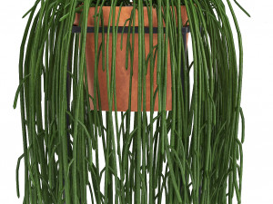 collection exotic plants 3D Model