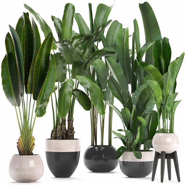 collection exotic plants banana tree 3D 모델 .c4d .max .obj .3ds .fbx .stl .blend 