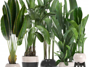 Sammlung exotischer Pflanzen Bananenbaum 3D Modell