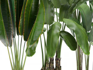 collection exotic plants banana tree 3D Model