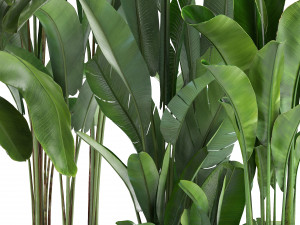 collection exotic plants banana tree 3D 모델