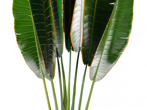 collection exotic plants banana tree 3D 모델