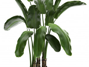 collection exotic plants banana tree 3D 모델