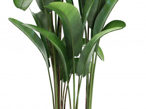 collection exotic plants banana tree 3D 모델