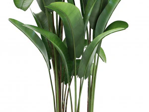 collection exotic plants banana tree 3D Model