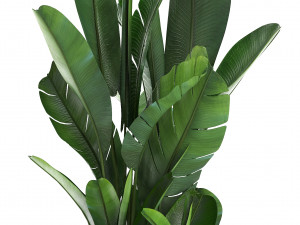 collection exotic plants banana tree 3D 모델