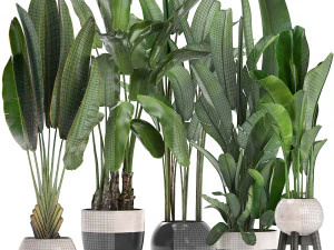 collection exotic plants banana tree 3D Model