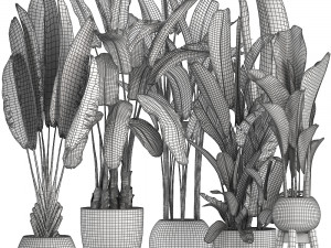 collection exotic plants banana tree 3D 모델