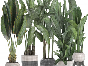 collection exotic plants banana tree 3D 모델